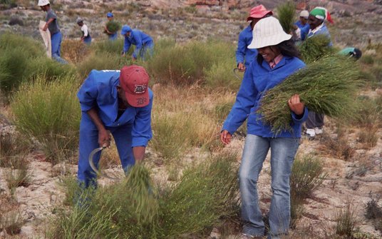 Die Fair-Handels-Kooperative WORC (Südafrika) erhält Beratungen dazu, wie sie ihre Anbauweise an den Klimaschutz anpassen kann. Foto: WORC